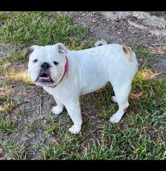 Mae, Adoptable, Young Female English Bulldog.