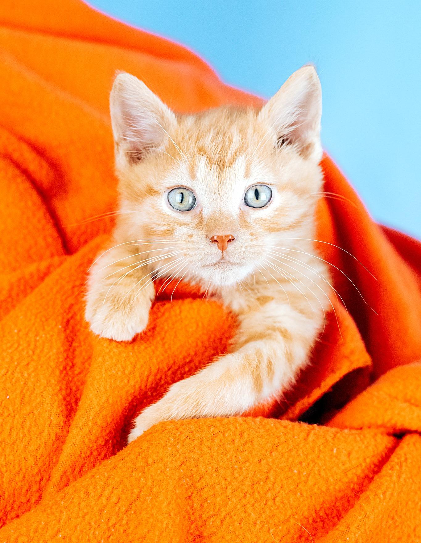 Enlarge Mason, a Adopted Domestic Short Hair in Minneapolis, MN image 1/1
