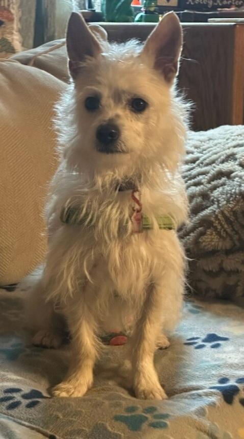 Buck, ADOPTABLE, Adult Male Cairn Terrier & West Highland White Terrier / Westie.