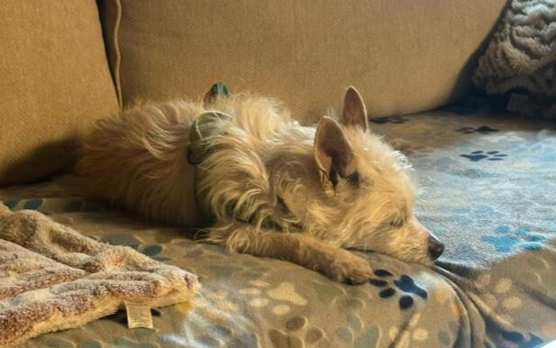 Enlarge Buck, a ADOPTABLE mixed breed in Burleson, TX image 5/5