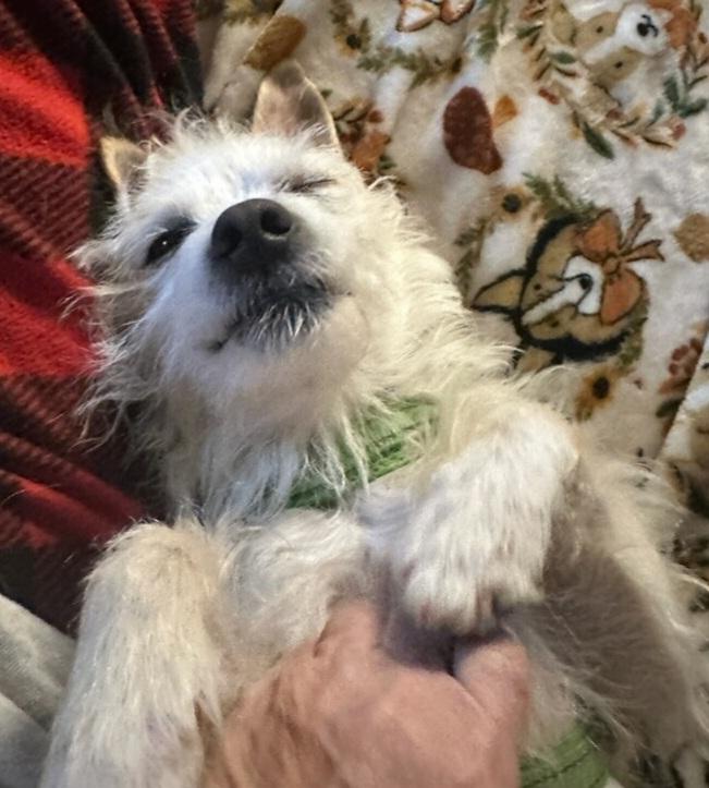 Enlarge Buck, a ADOPTABLE mixed breed in Burleson, TX image 4/5