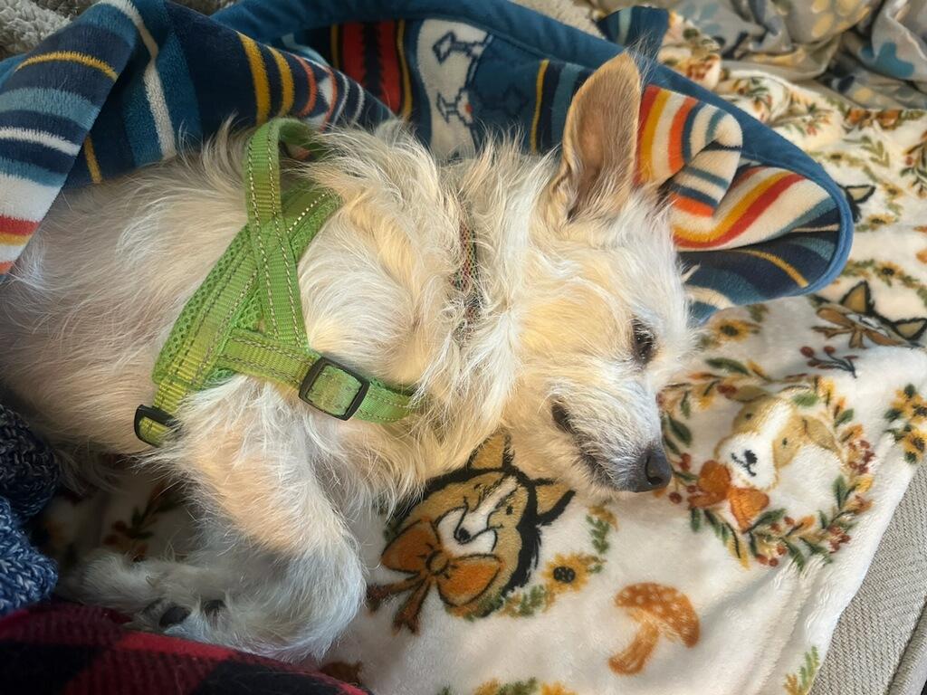 Enlarge Buck, a ADOPTABLE mixed breed in Burleson, TX image 2/5