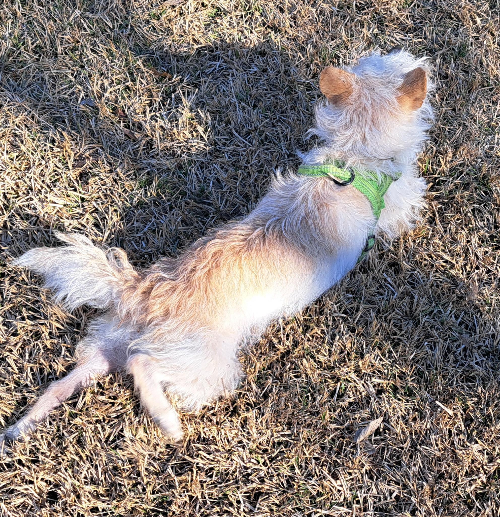 Enlarge Buck, a ADOPTABLE mixed breed in Burleson, TX image 3/5