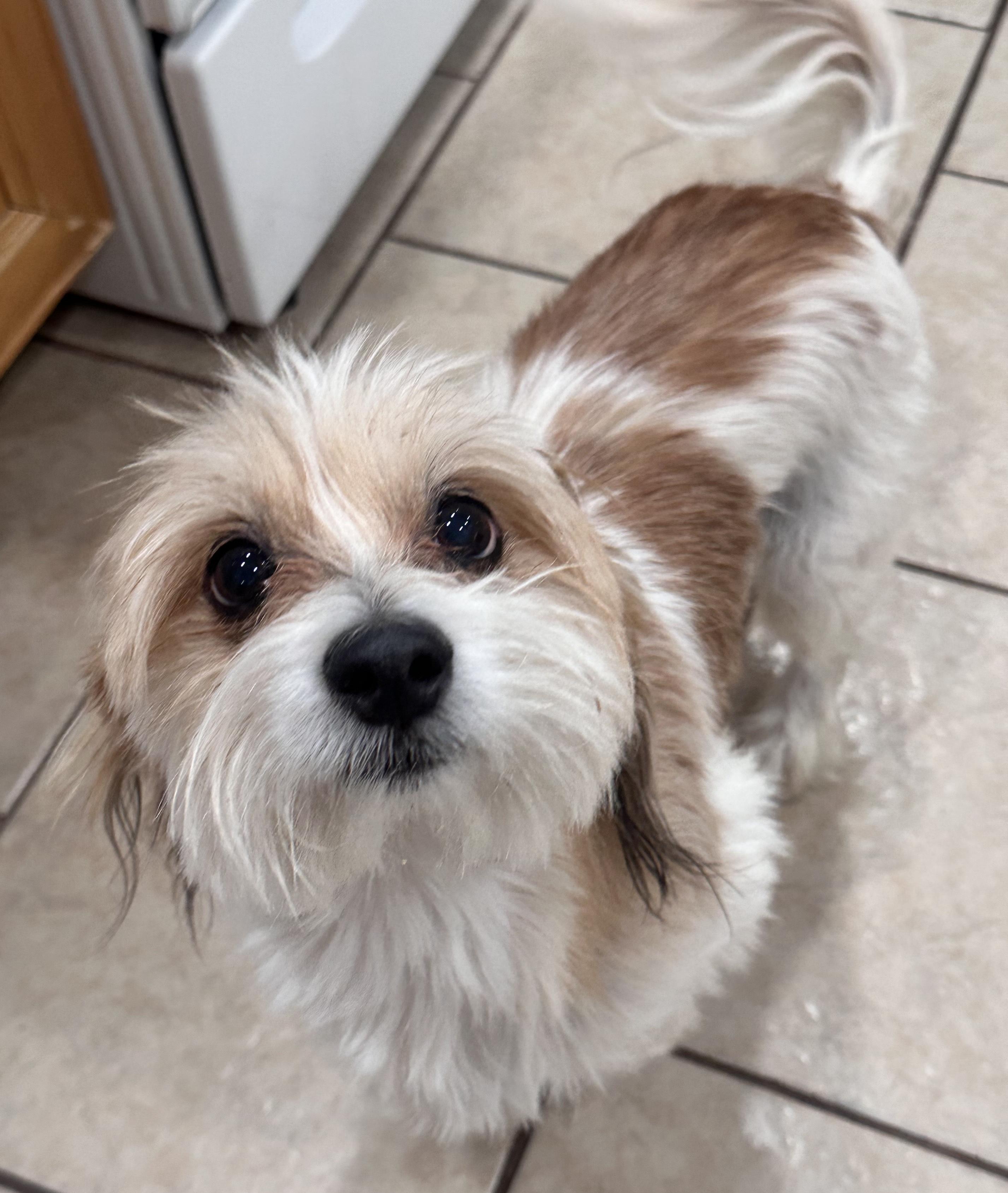 Hershey, an adoptable Cockapoo in Brooklyn, NY, 11229 | Photo Image 5