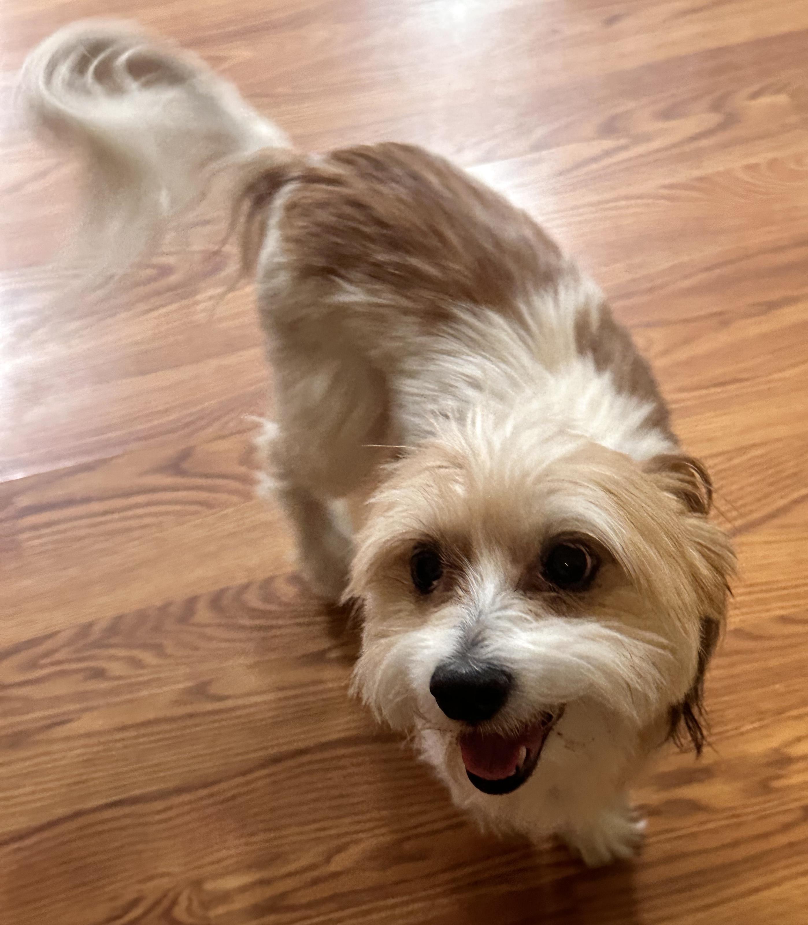 Hershey, an adoptable Cockapoo in Brooklyn, NY, 11229 | Photo Image 2