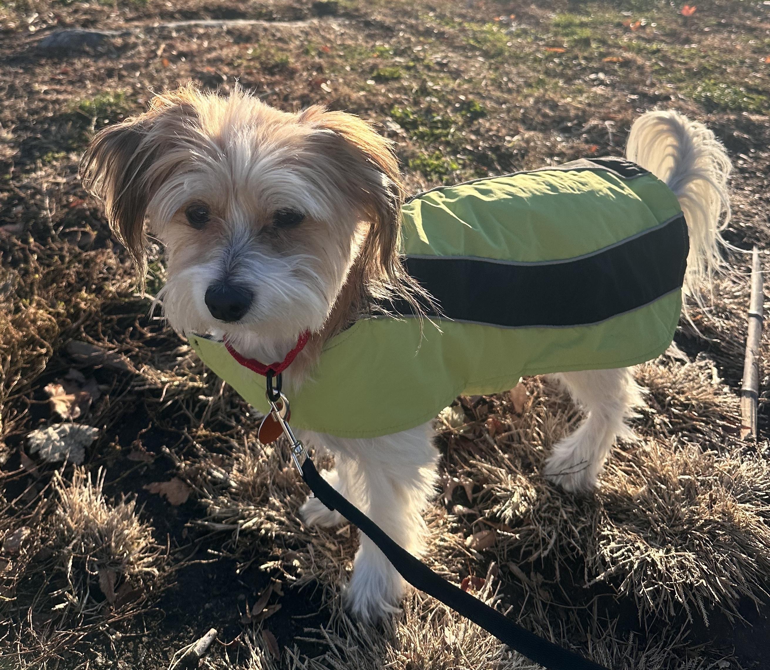 Hershey, an adoptable Cockapoo in Brooklyn, NY, 11229 | Photo Image 3