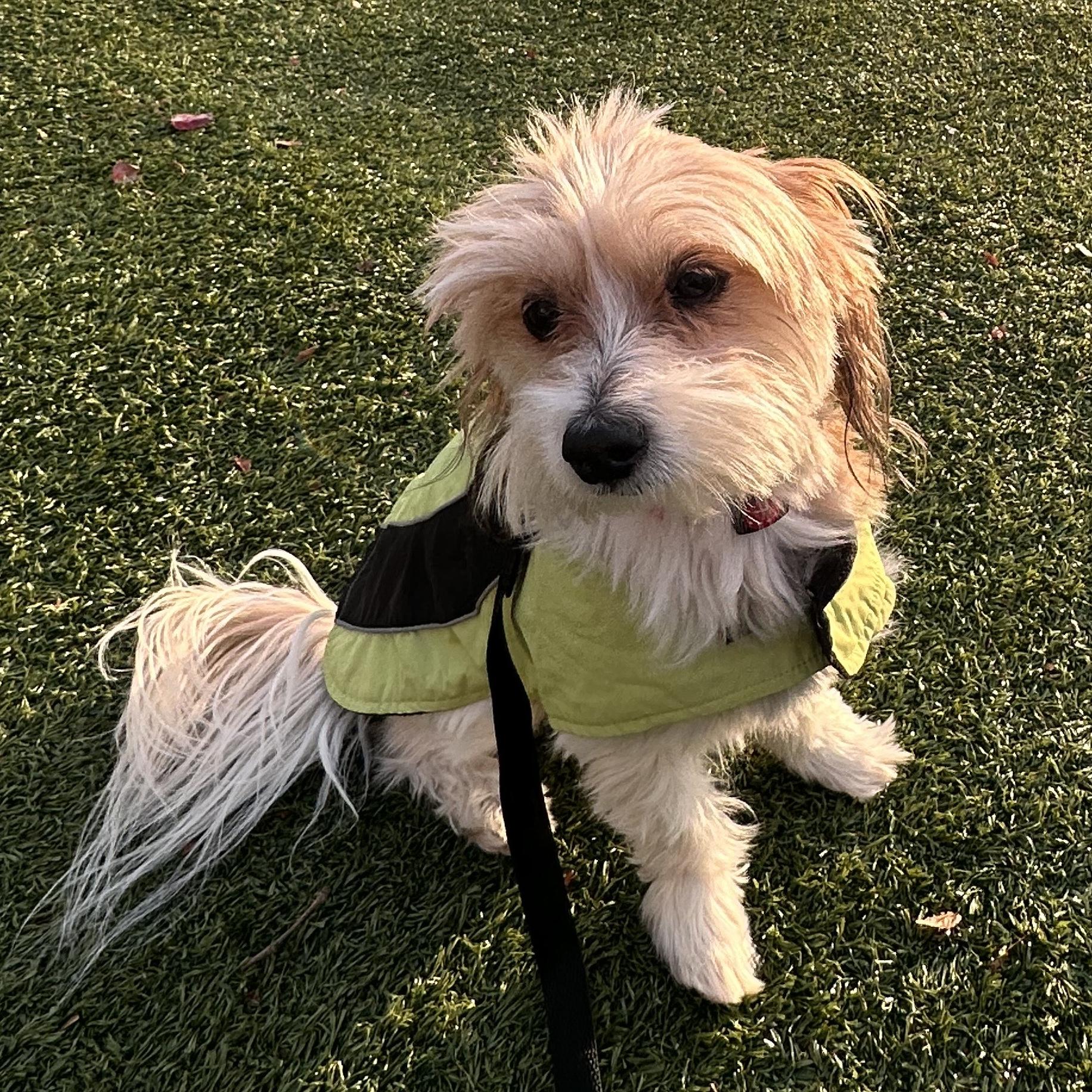 Hershey, an adoptable Cockapoo in Brooklyn, NY, 11229 | Photo Image 1