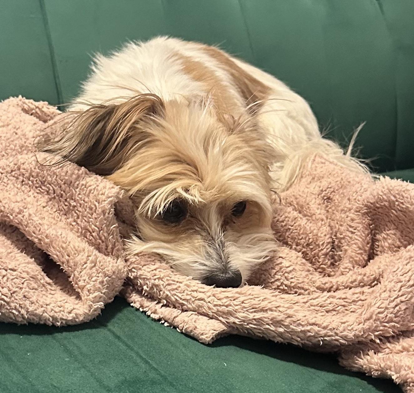 Hershey, an adoptable Cockapoo in Brooklyn, NY, 11229 | Photo Image 4
