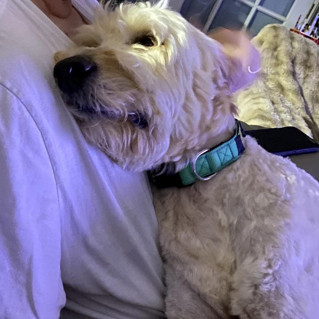 Suzie Q, Adoptable, Adult Female Standard Poodle & Mixed Breed.