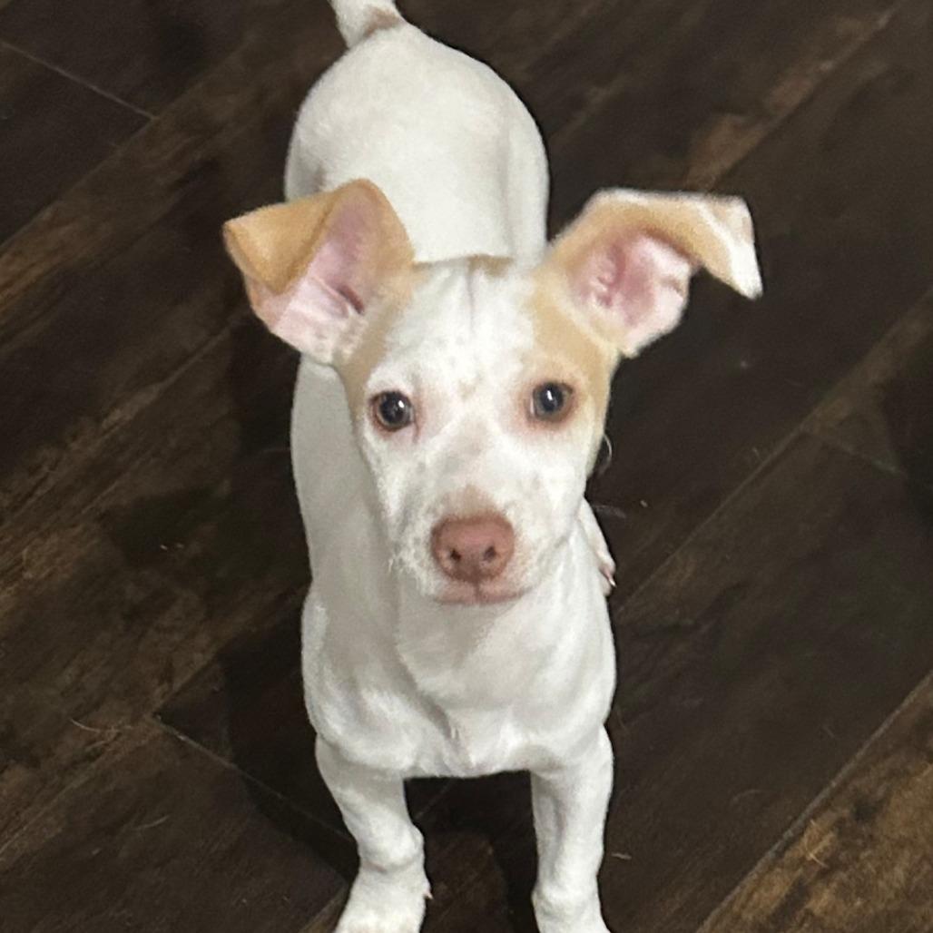 River, Adoptable, Puppy Male Chihuahua.