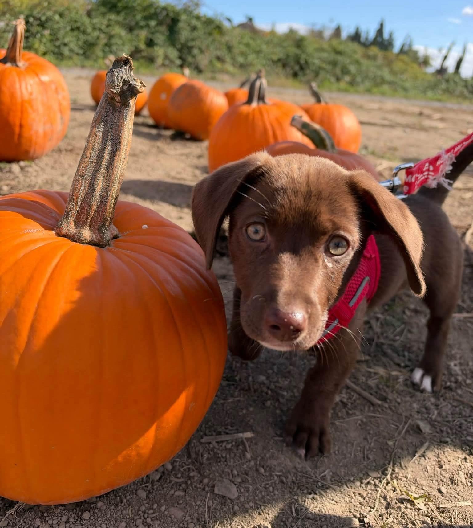 Enlarge Sonoma, a Adoptable mixed breed in Clatskanie, OR image 5/5