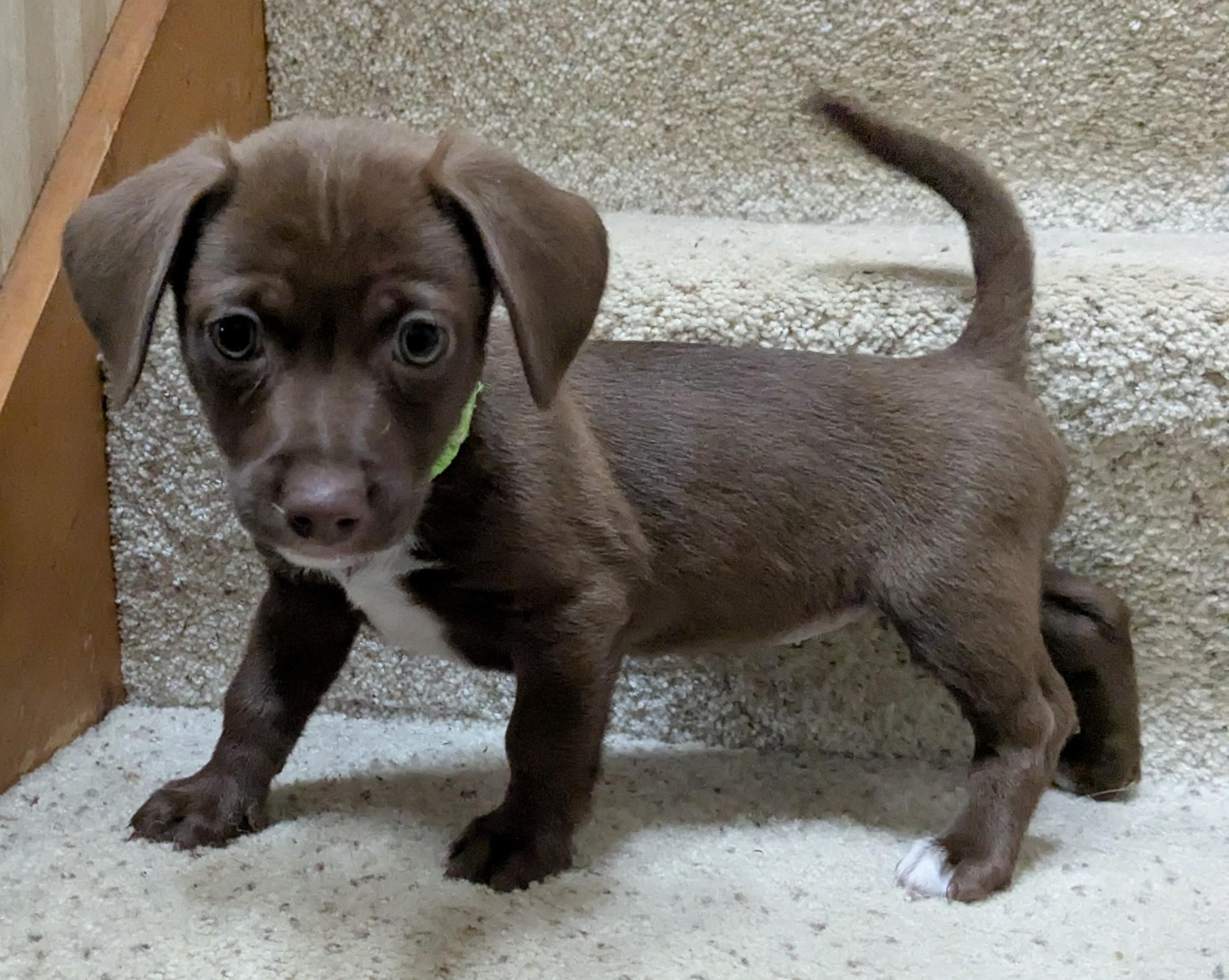Enlarge Sonoma, a Adoptable mixed breed in Clatskanie, OR image 4/6