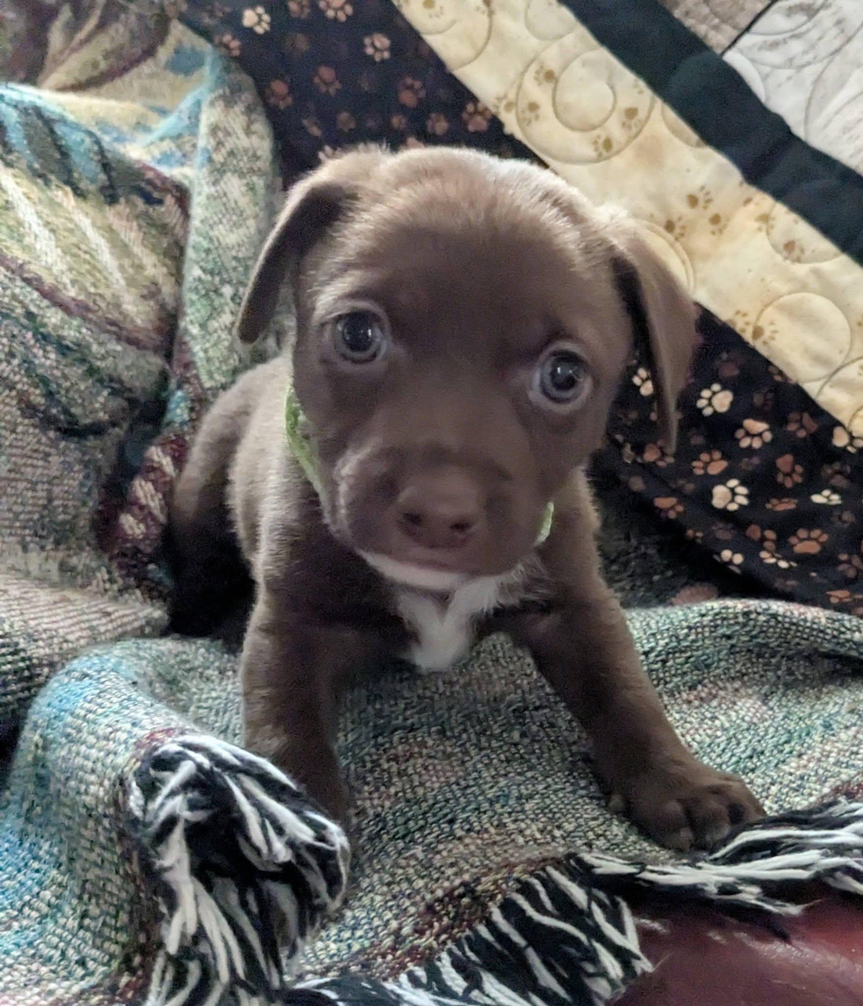 Enlarge Sonoma, a Adoptable mixed breed in Clatskanie, OR image 3/6