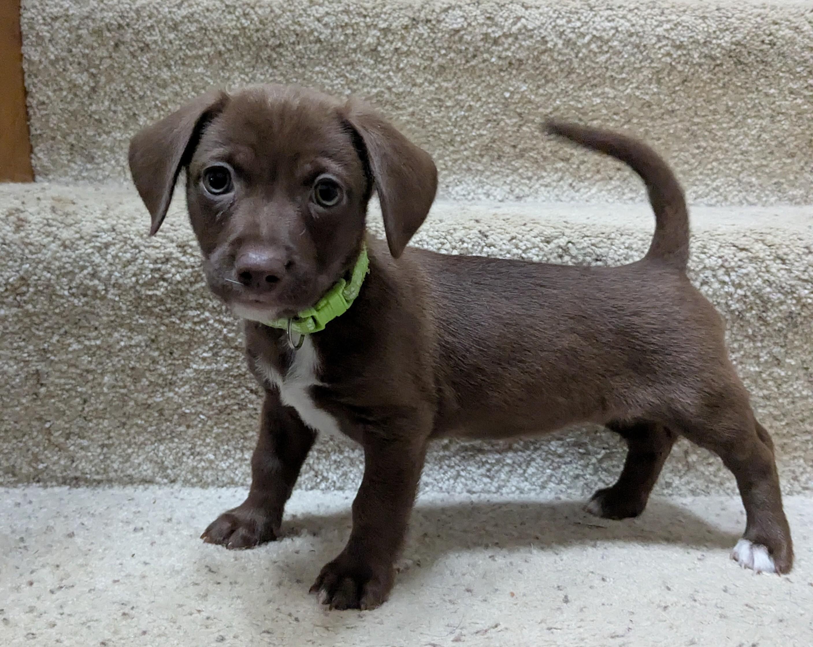 Sonoma, Adoptable, Puppy Female Chihuahua & American Staffordshire Terrier.