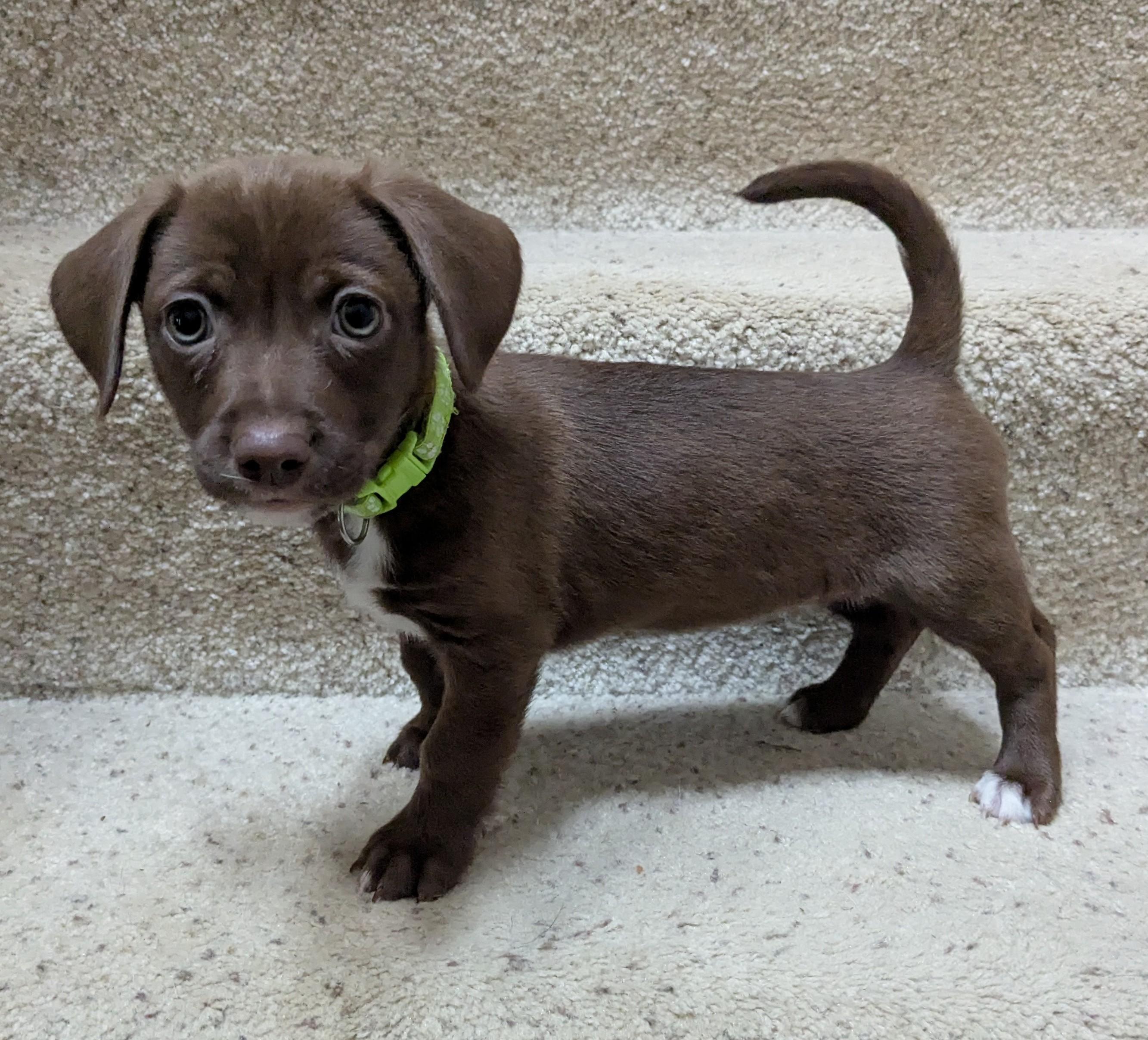 Enlarge Sonoma, a Adoptable mixed breed in Clatskanie, OR image 6/6