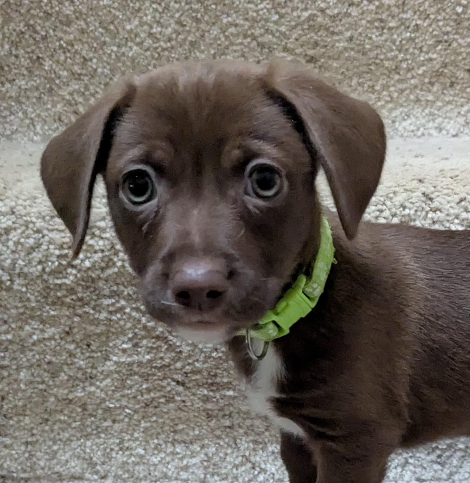Enlarge Sonoma, a Adoptable mixed breed in Clatskanie, OR image 5/6