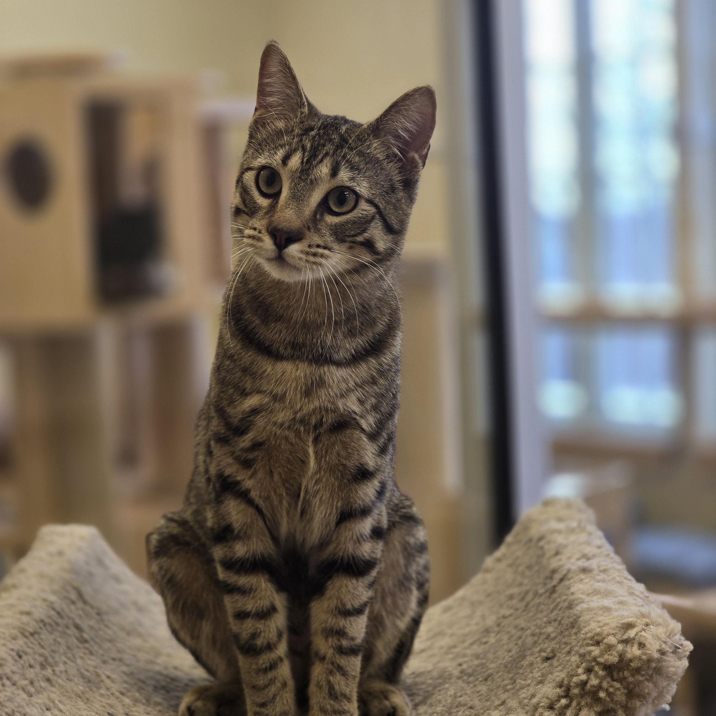 Oak, a ADOPTABLE Domestic Short Hair in Bristol, RI image 3/4