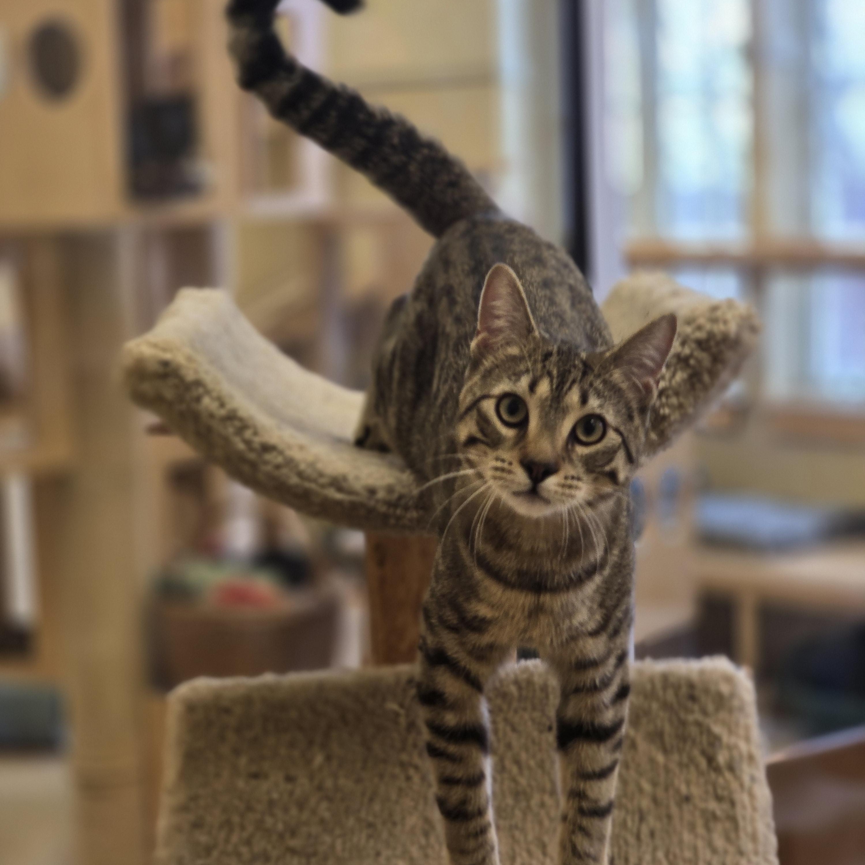 Oak, ADOPTABLE, Adult Male Domestic Short Hair.