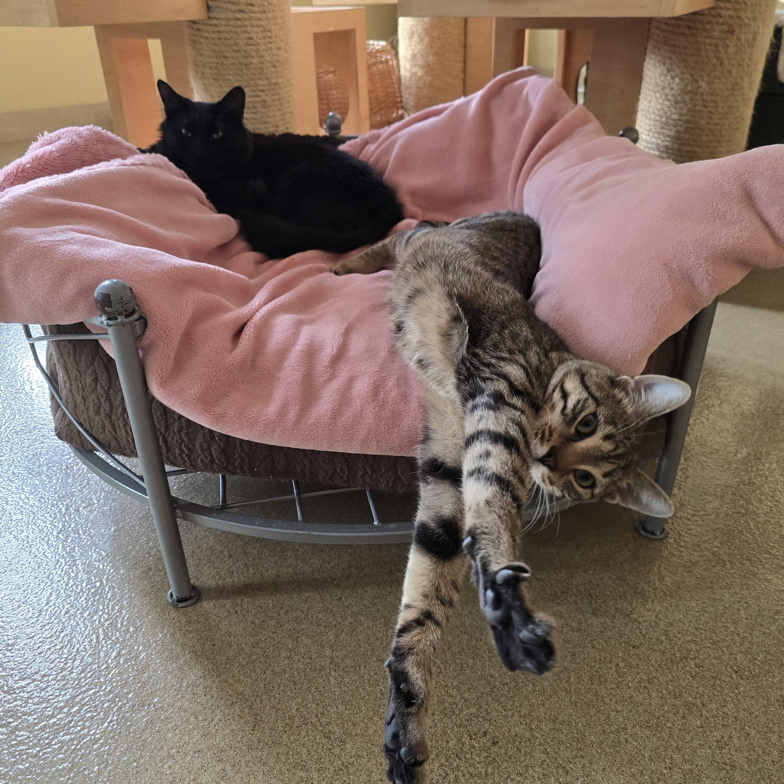 Oak, a ADOPTABLE Domestic Short Hair in Bristol, RI image 4/4