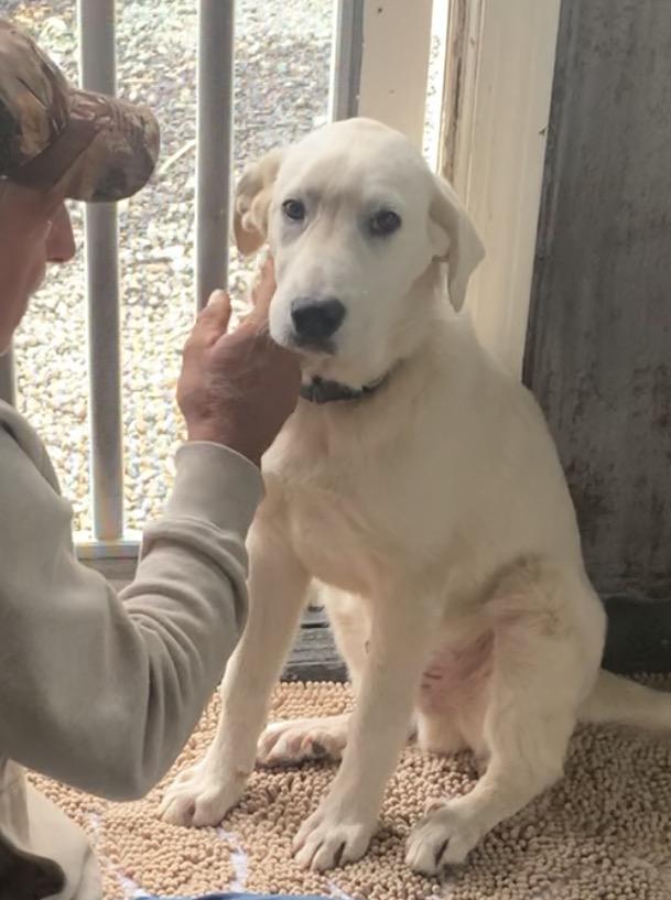 Enlarge Chad, a Adoptable mixed breed in Claremont, NC image 2/2