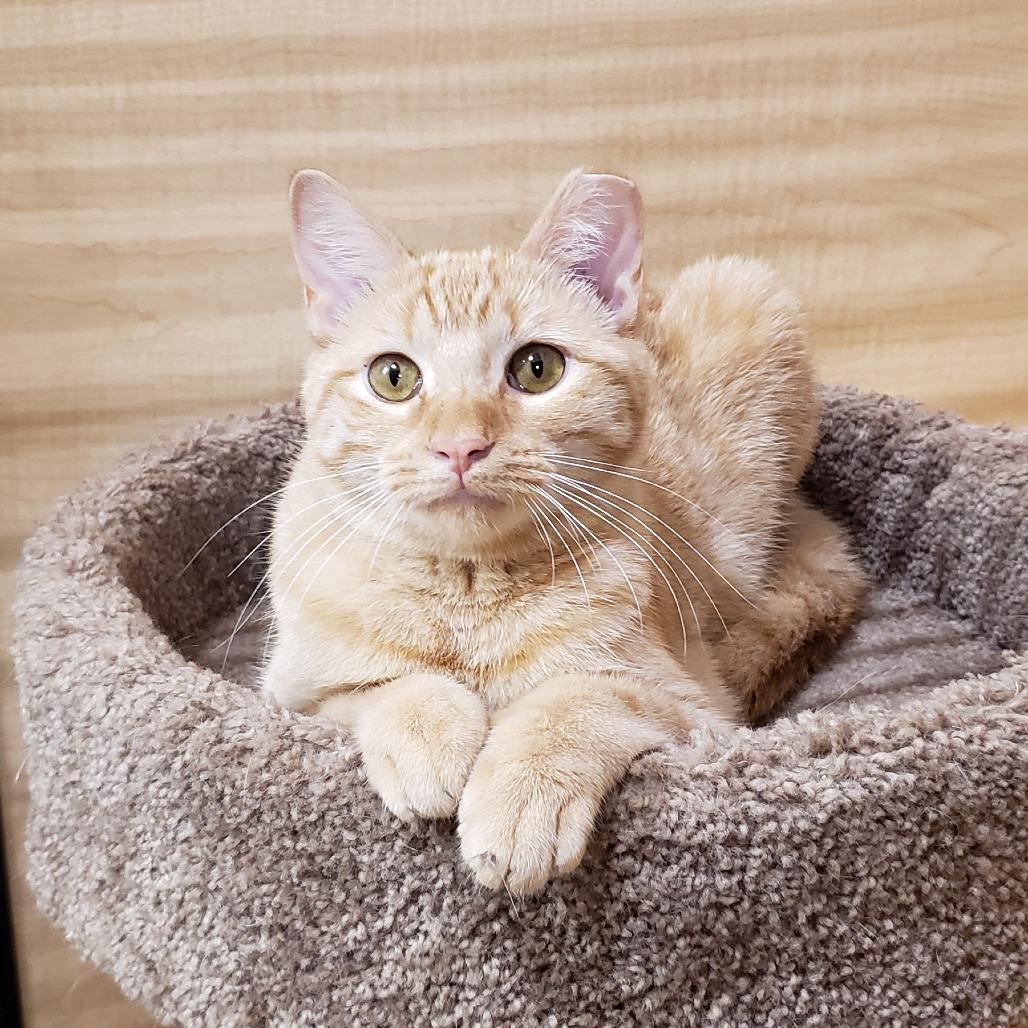 Enlarge Wynn, a Adoptable Domestic Short Hair in Bulverde, TX image 1/5