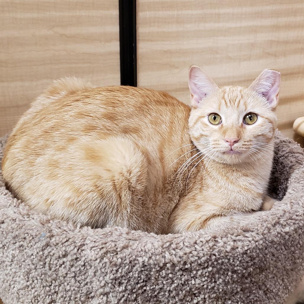 Wynn, Adoptable, Young Female Domestic Short Hair.