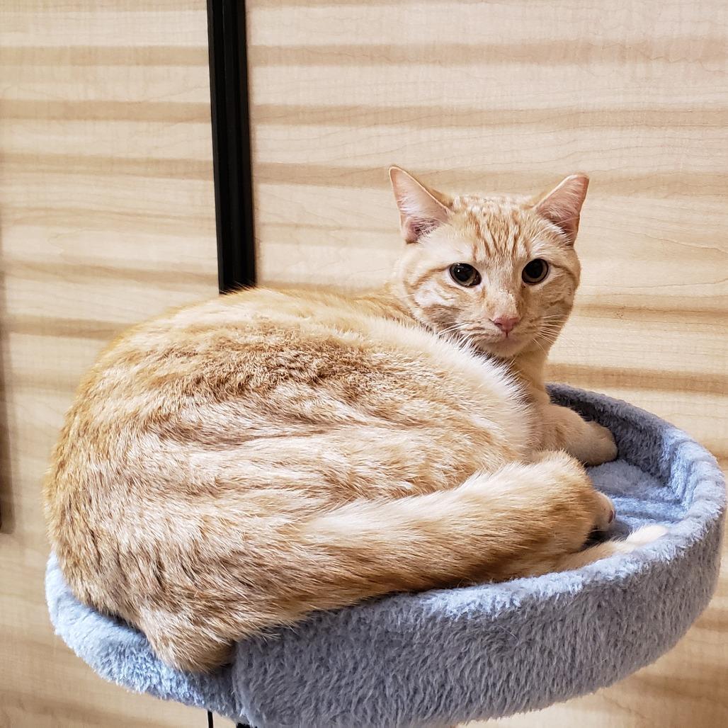 Enlarge Wynn, a Adoptable Domestic Short Hair in Bulverde, TX image 2/4