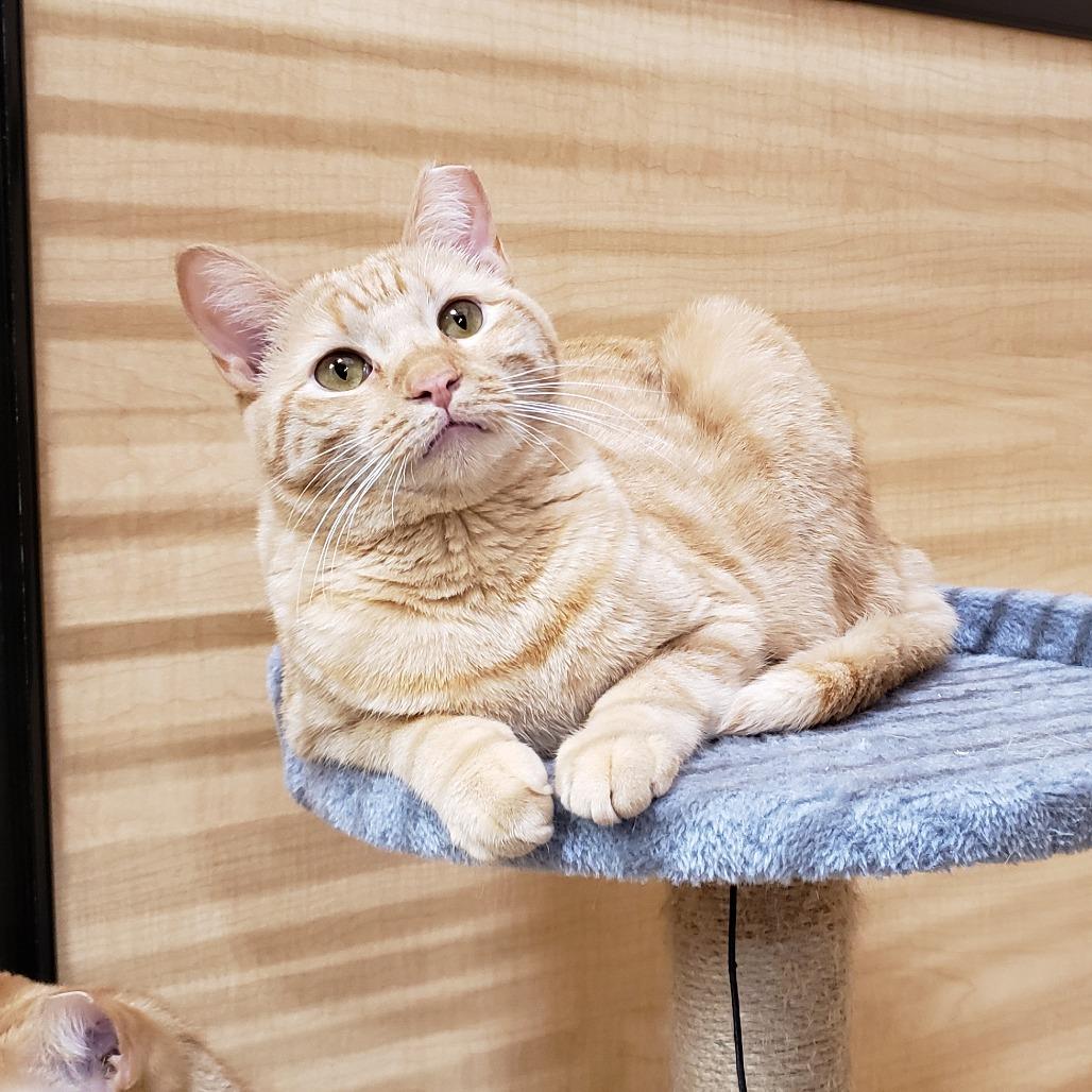 Enlarge Wynn, a Adoptable Domestic Short Hair in Bulverde, TX image 3/4