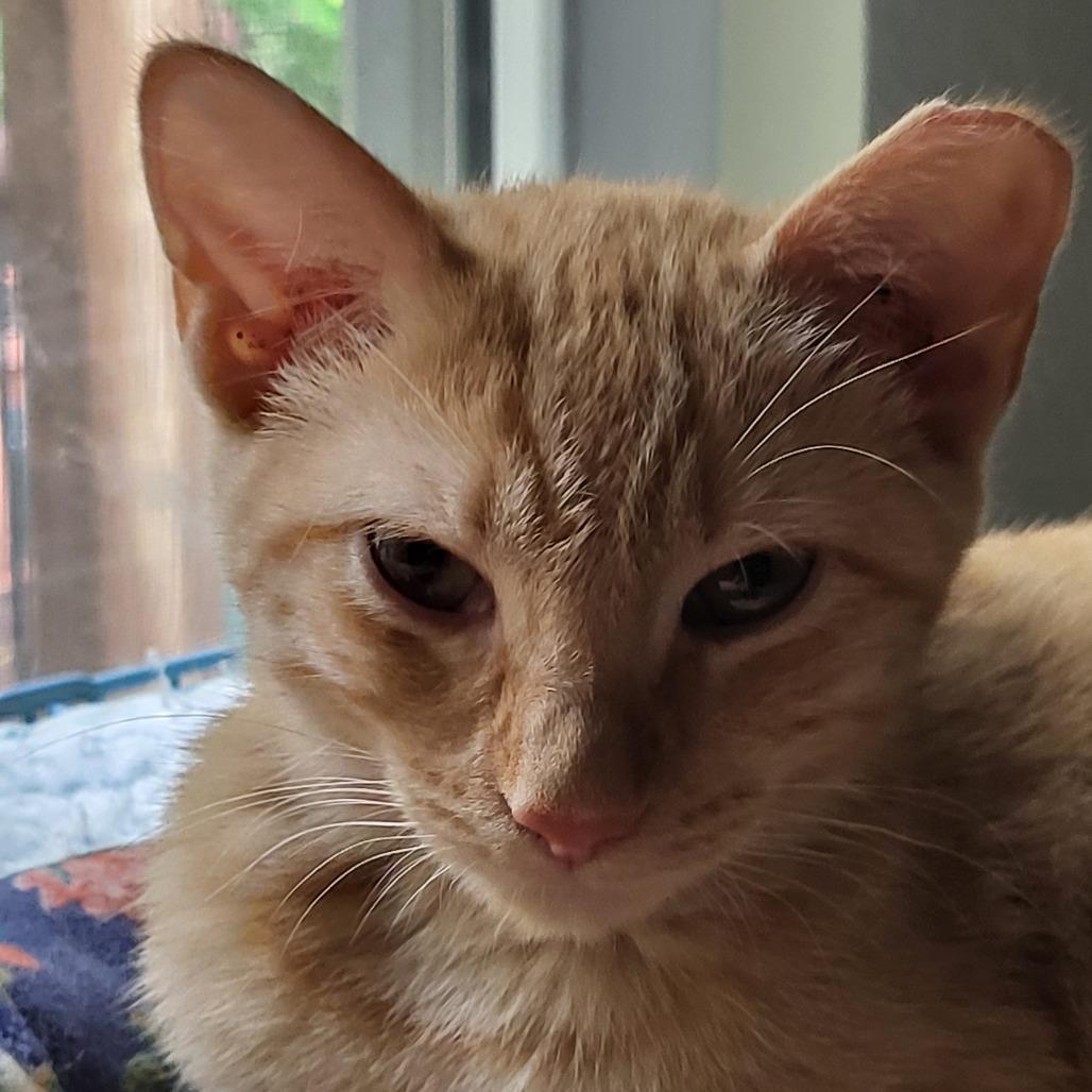 Enlarge Wynn, a Adoptable Domestic Short Hair in Bulverde, TX image 3/5