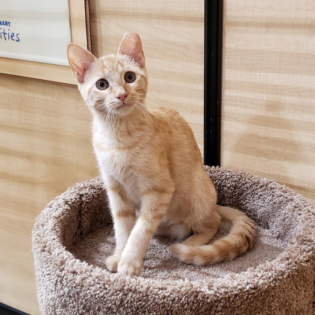 Enlarge Wynn, a Adoptable Domestic Short Hair in Bulverde, TX image 4/5