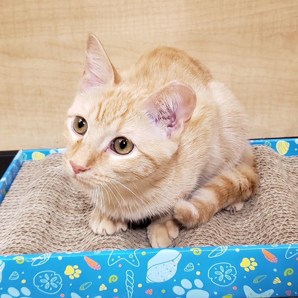 Enlarge Wynn, a Adoptable Domestic Short Hair in Bulverde, TX image 5/5