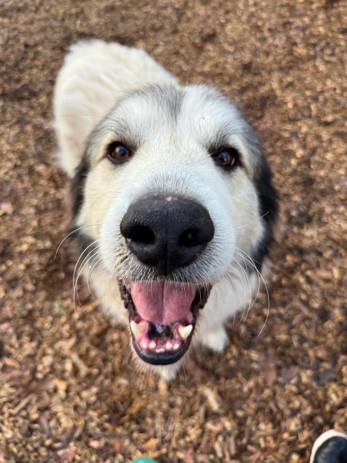 Enlarge Russell, a ADOPTABLE Great Pyrenees in Greer, SC image 3/4