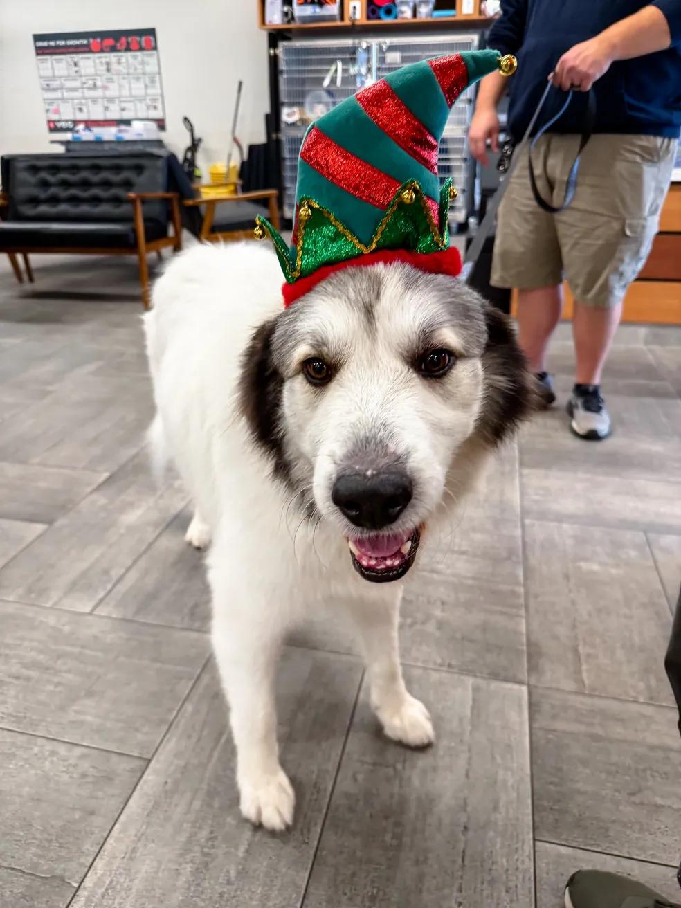 Enlarge Russell, a ADOPTABLE Great Pyrenees in Greer, SC image 2/4