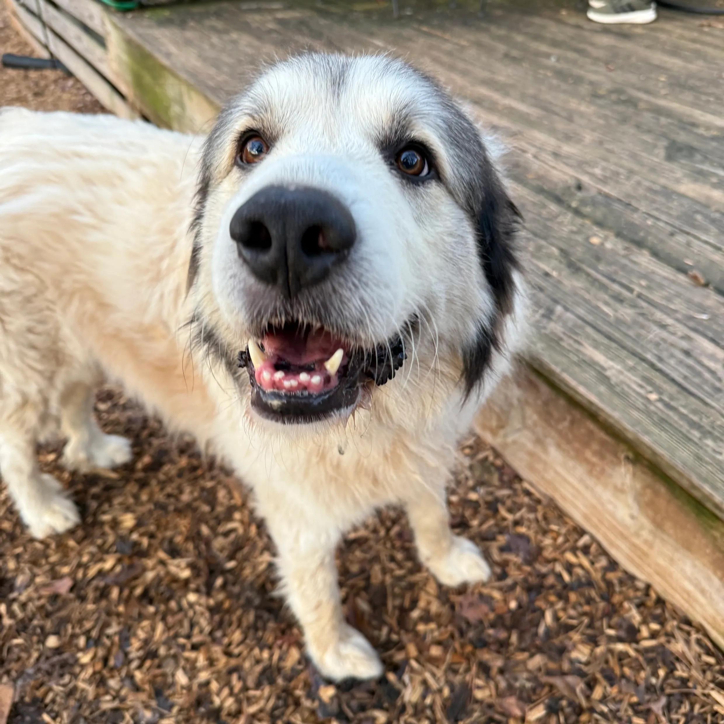 Russell, ADOPTABLE, Adult Male Great Pyrenees.