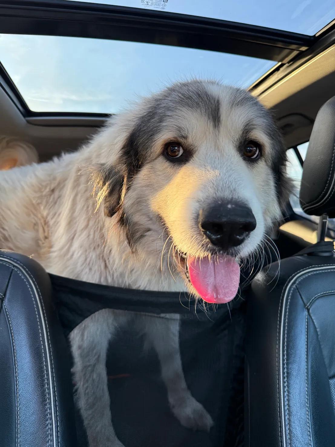 Enlarge Russell, a ADOPTABLE Great Pyrenees in Greer, SC image 4/4