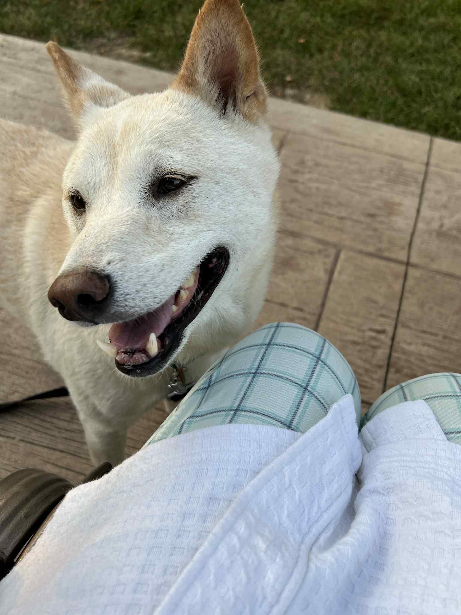 Juno, a Adoptable Shiba Inu in Chicago, IL image 3/6