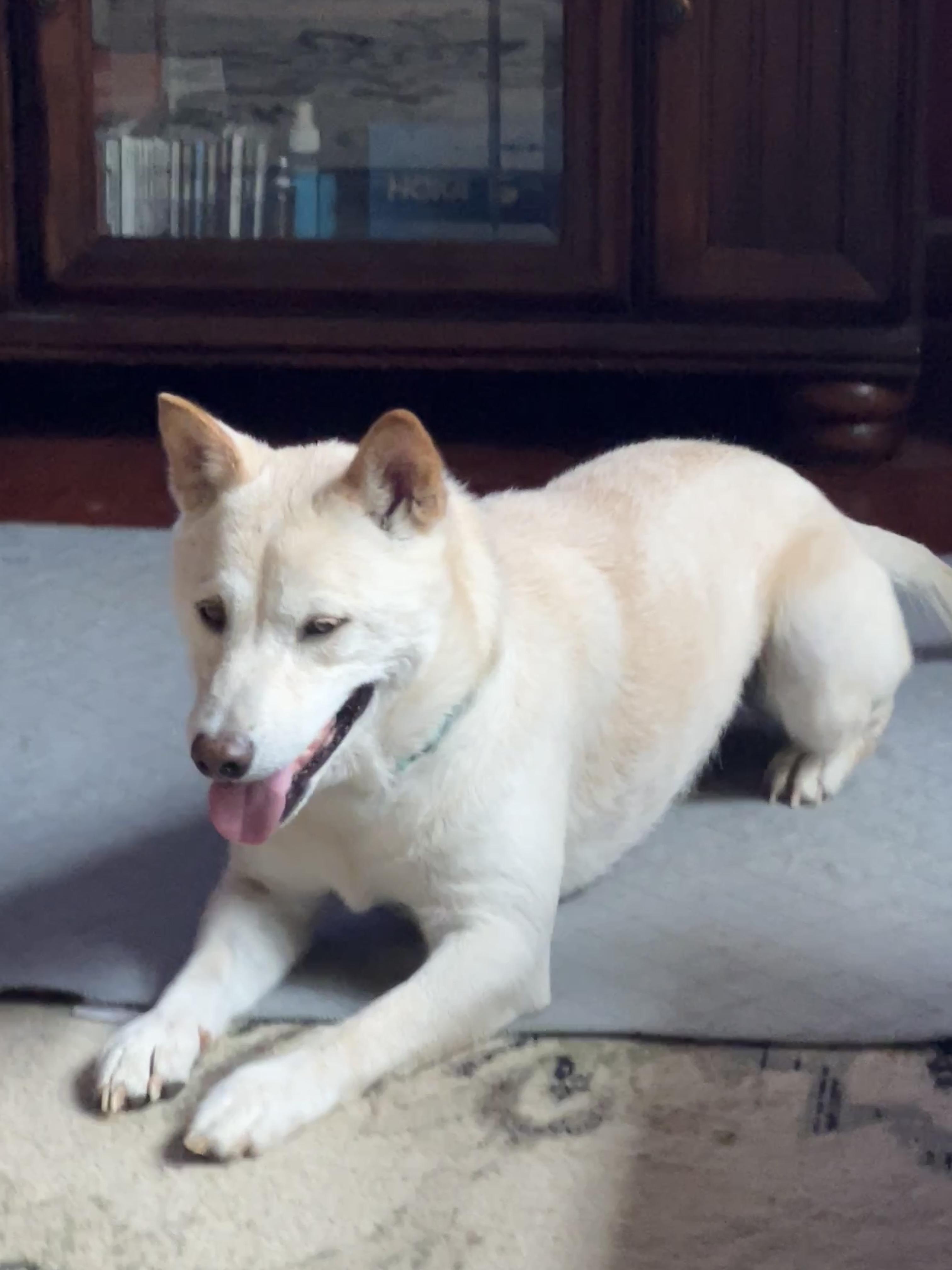Juno, a Adoptable Shiba Inu in Chicago, IL image 1/6