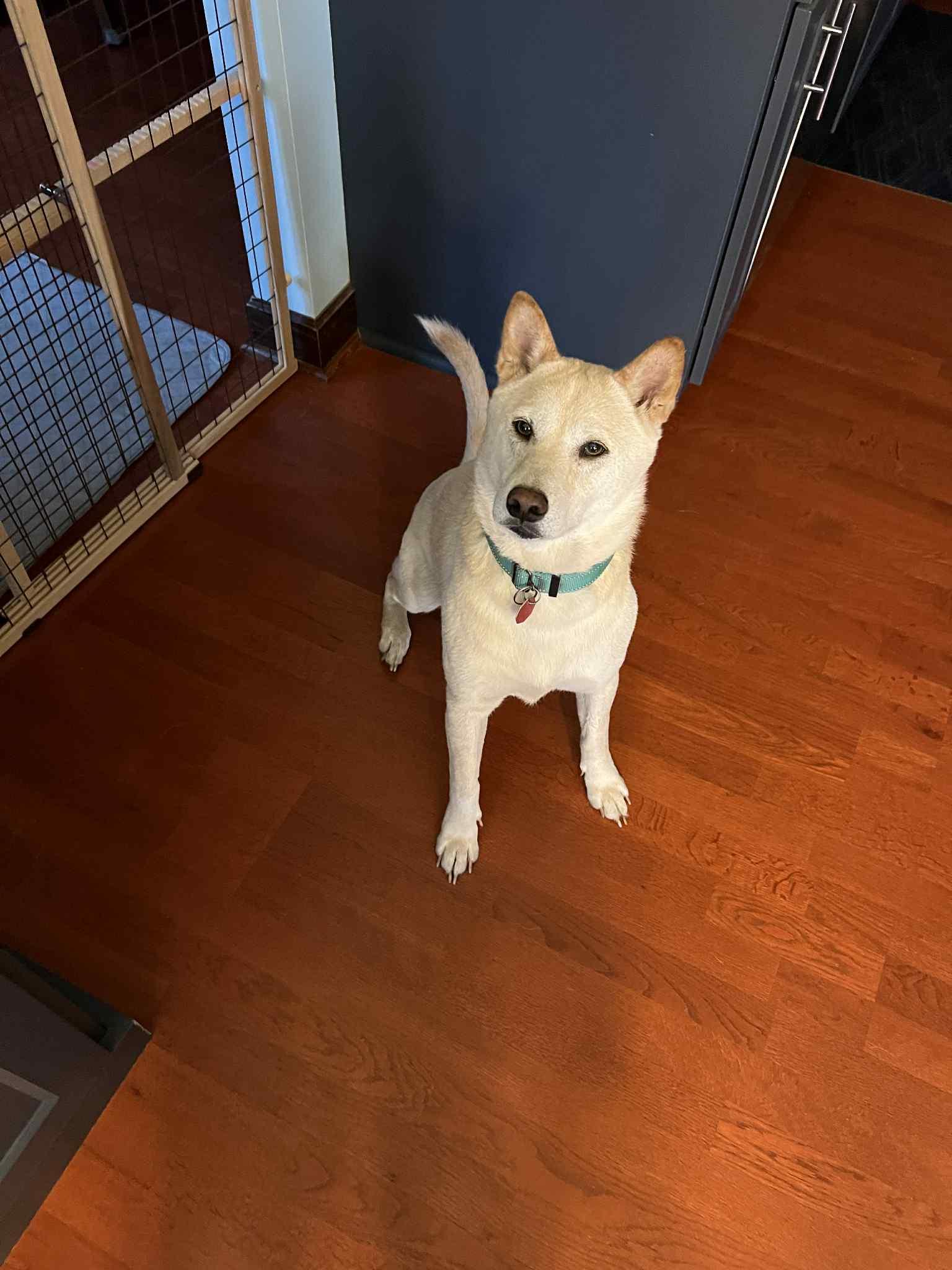 Juno, a Adoptable Shiba Inu in Chicago, IL image 4/6