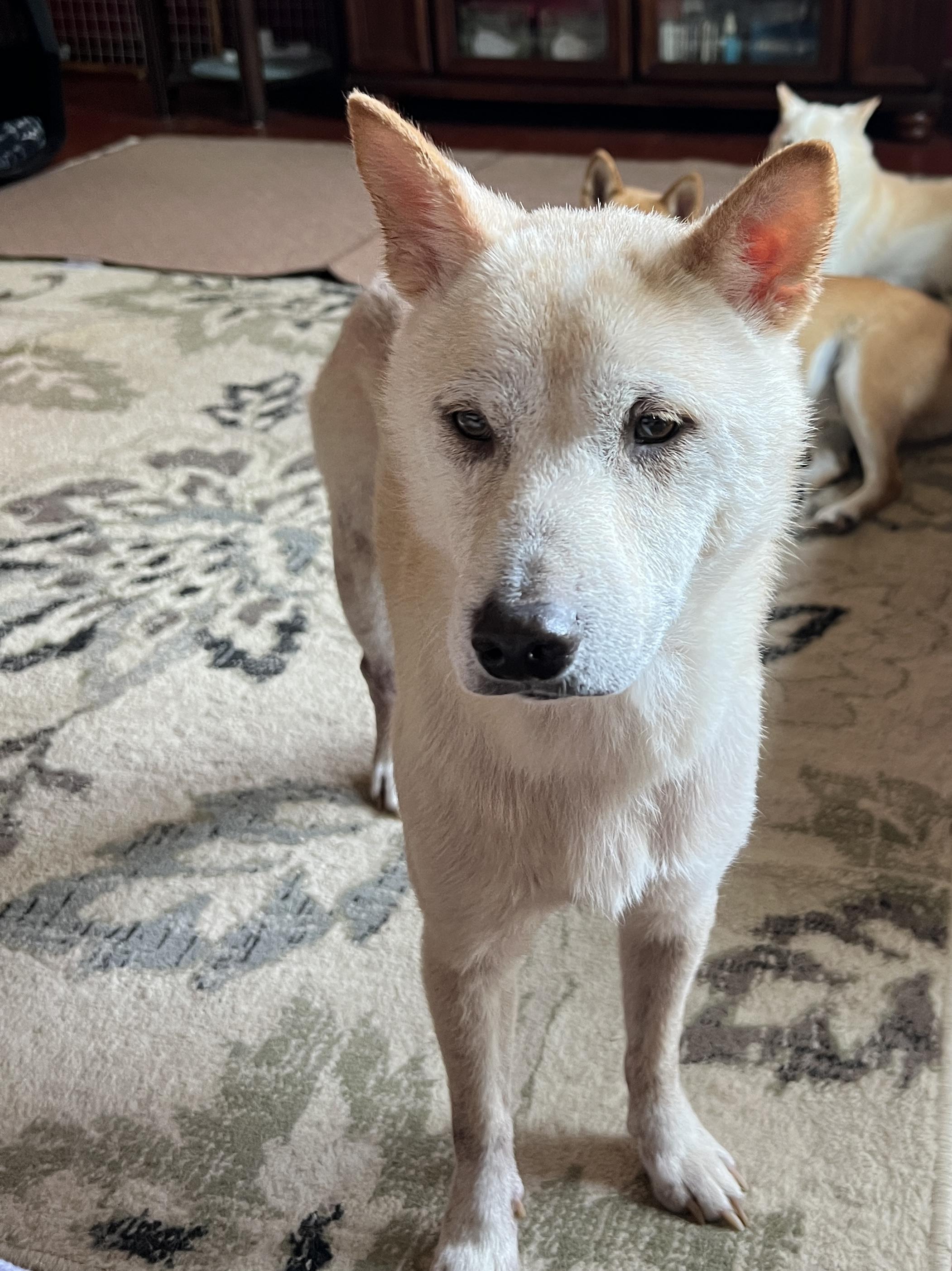 Juno, Adoptable, Adult Male Shiba Inu.