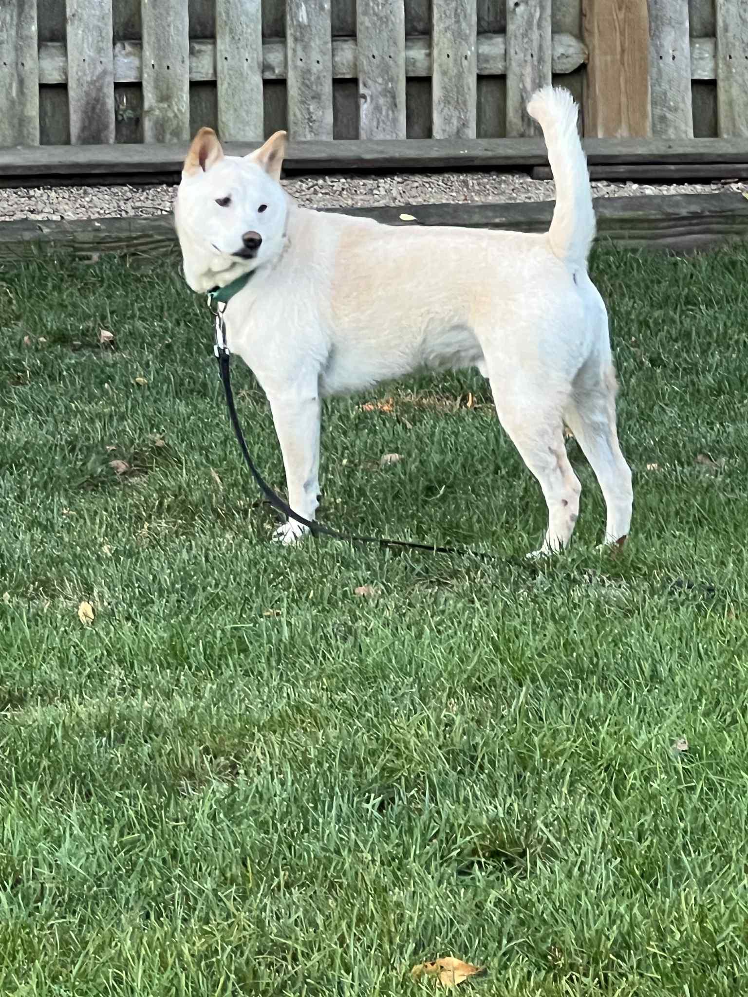 Juno, a Adoptable Shiba Inu in Chicago, IL image 5/6
