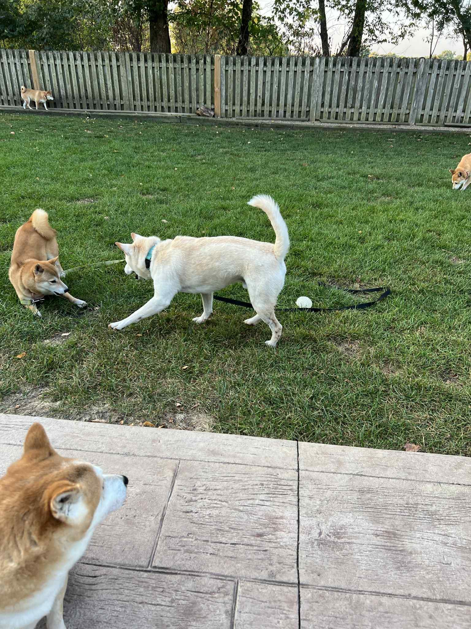 Juno, a Adoptable Shiba Inu in Chicago, IL image 6/6