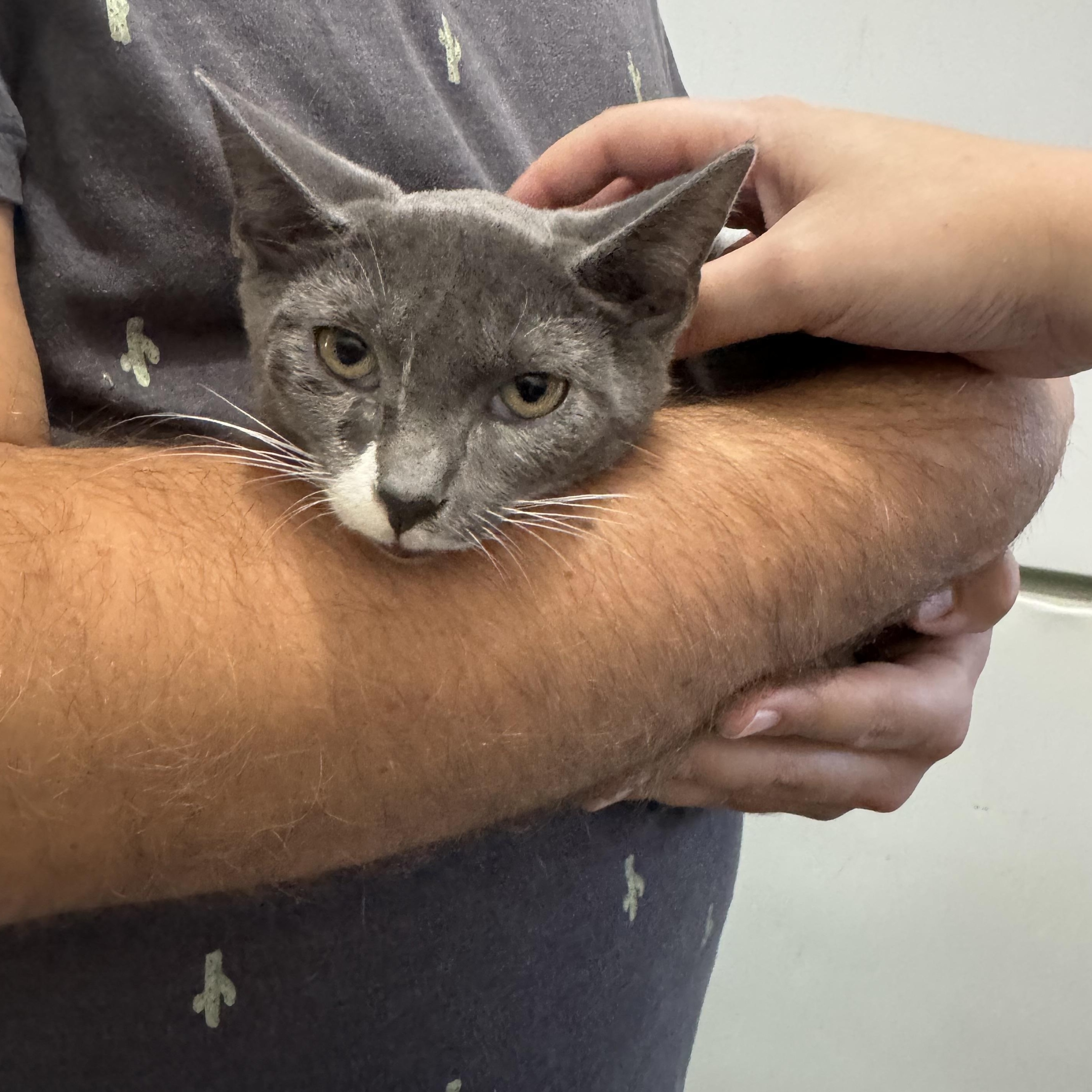 Enlarge Max, a Adoptable Domestic Short Hair in Wanaque, NJ image 3/3