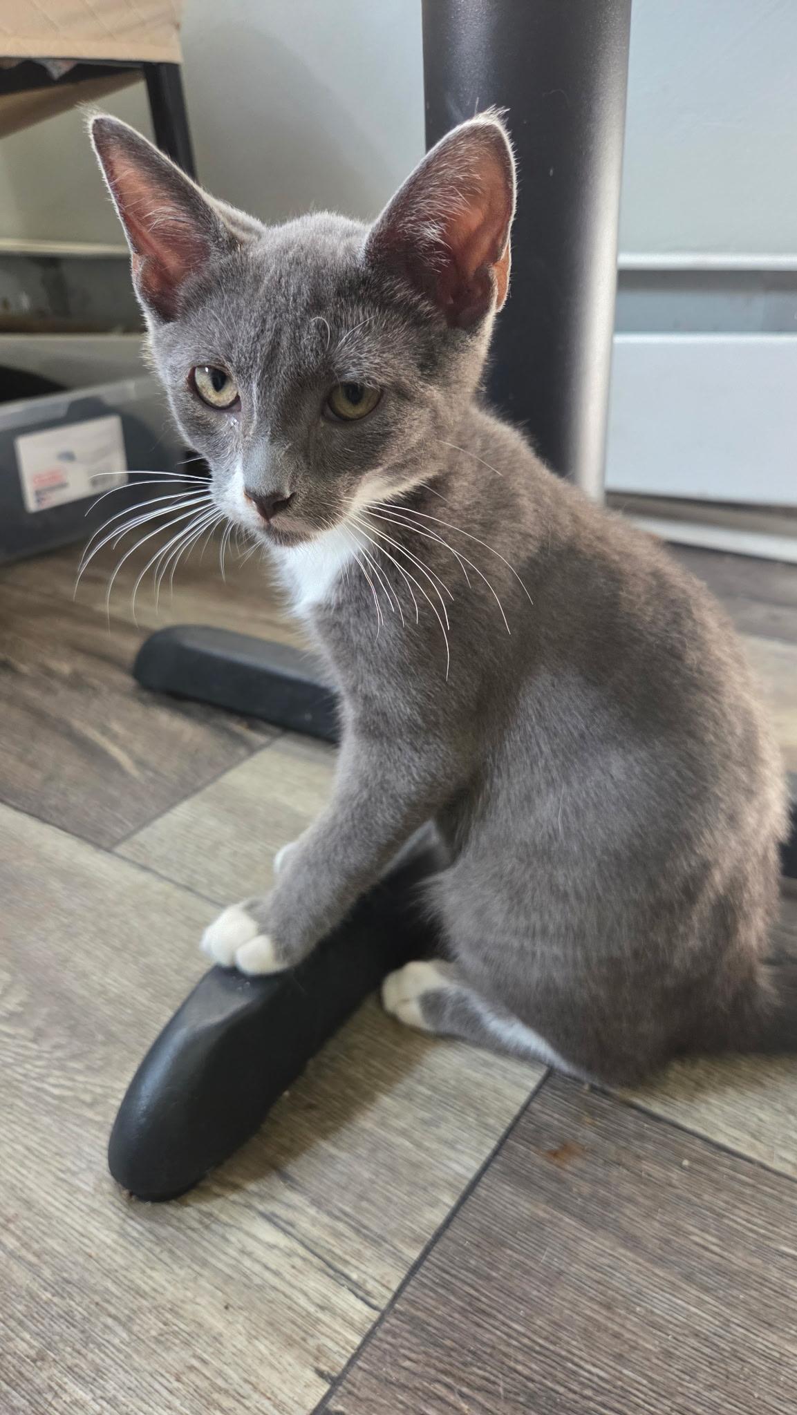 Max, Adoptable, Kitten Male Domestic Short Hair.