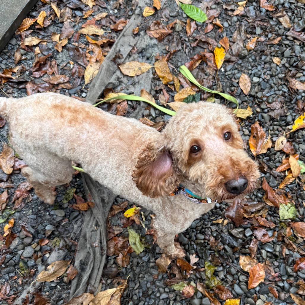 Chester, Adoptable, Adult Male Goldendoodle & Golden Retriever.