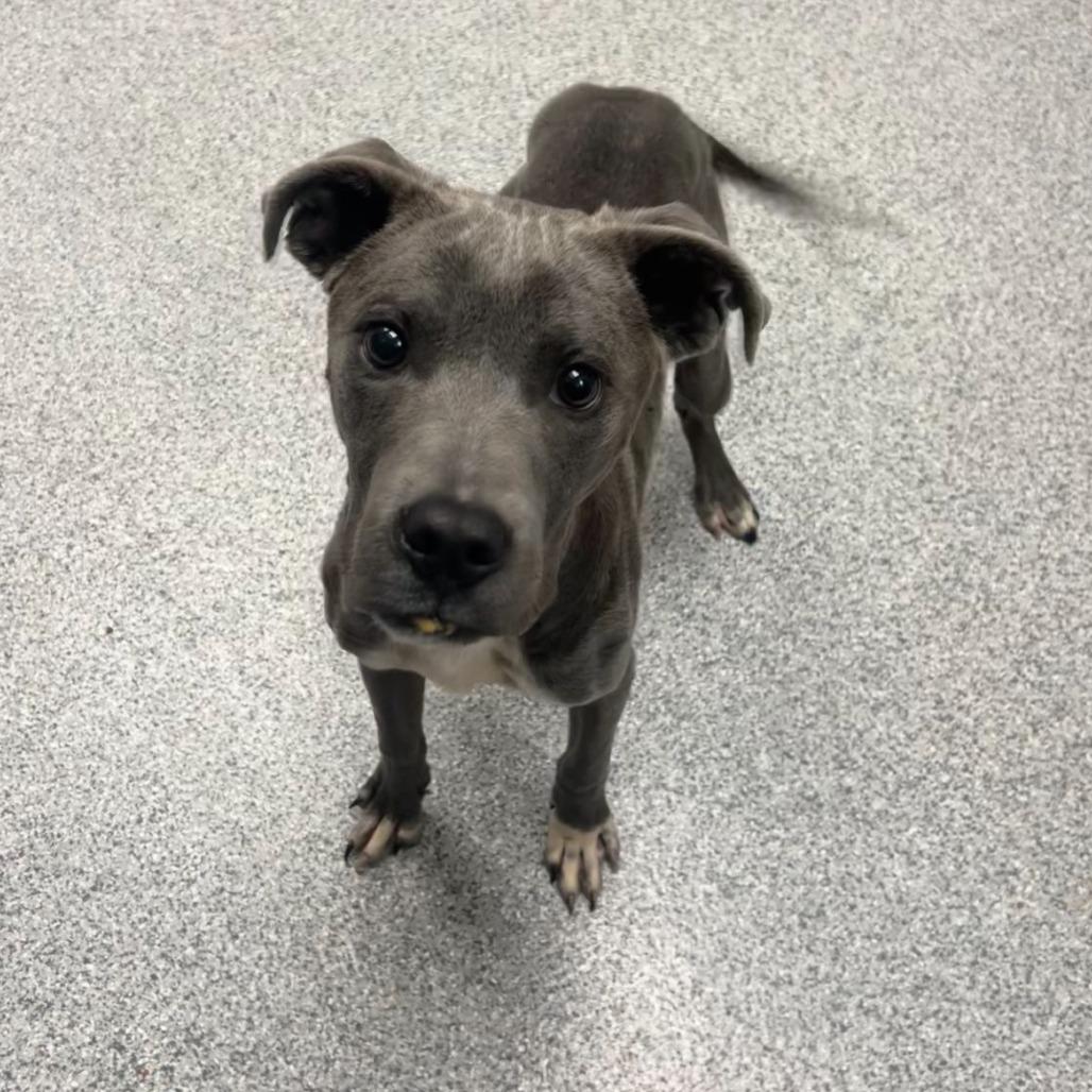 Bolt, Adoptable, Young Male American Staffordshire Terrier.