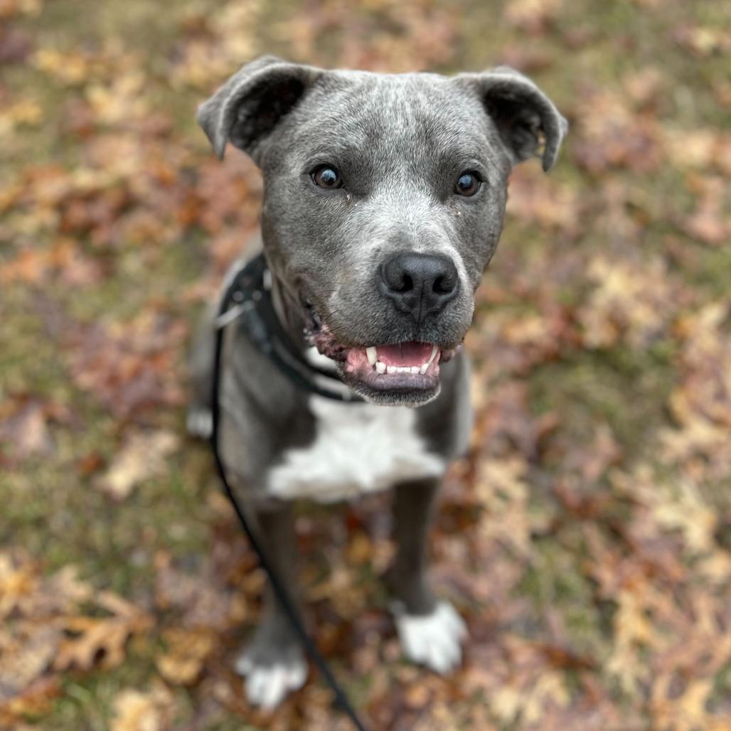 Enlarge Bolt, a Adoptable American Staffordshire Terrier in Grand Rapids, MI image 3/3