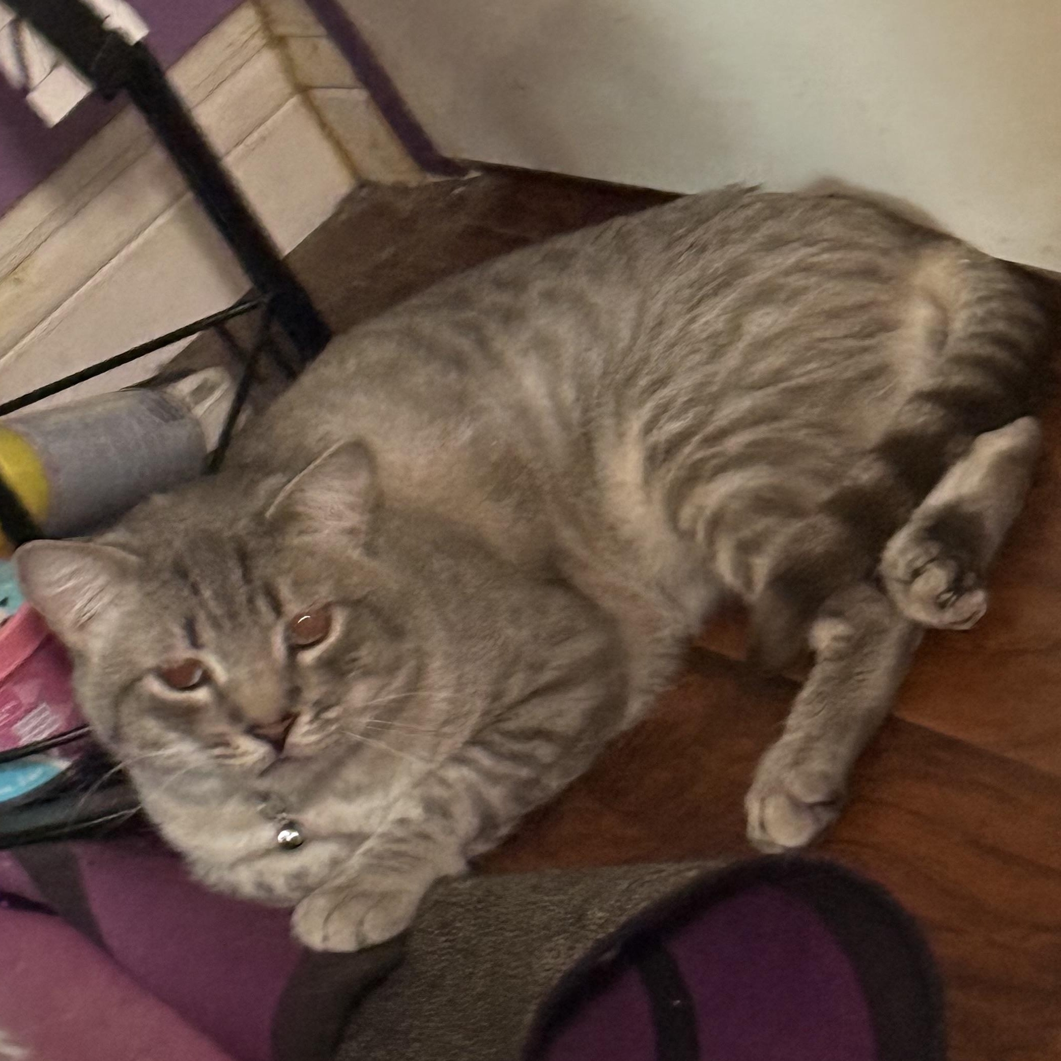 Enlarge Mole, a ADOPTABLE Siamese in Sherman Oaks, CA image 5/5