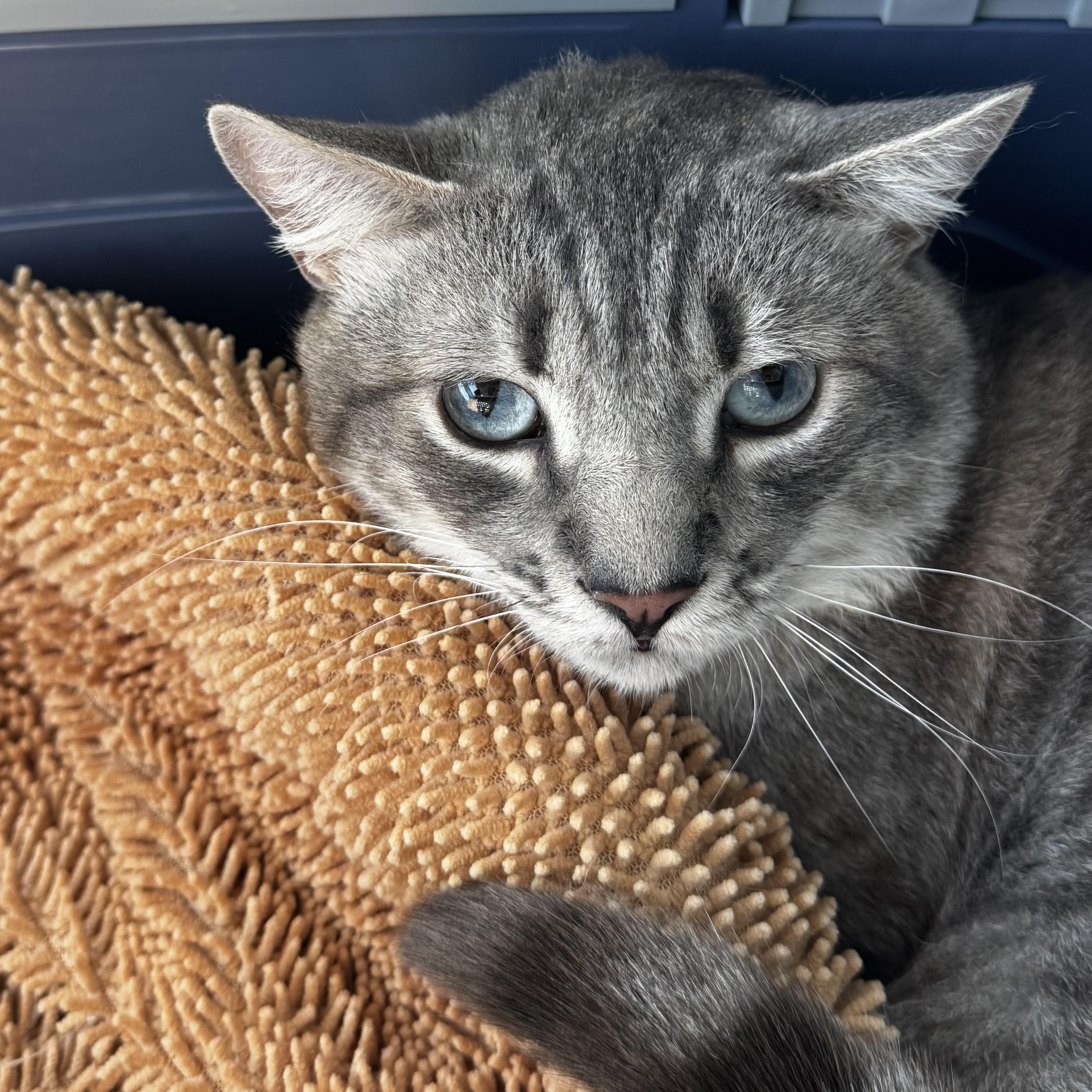 Enlarge Mole, a ADOPTABLE Siamese in Sherman Oaks, CA image 4/5
