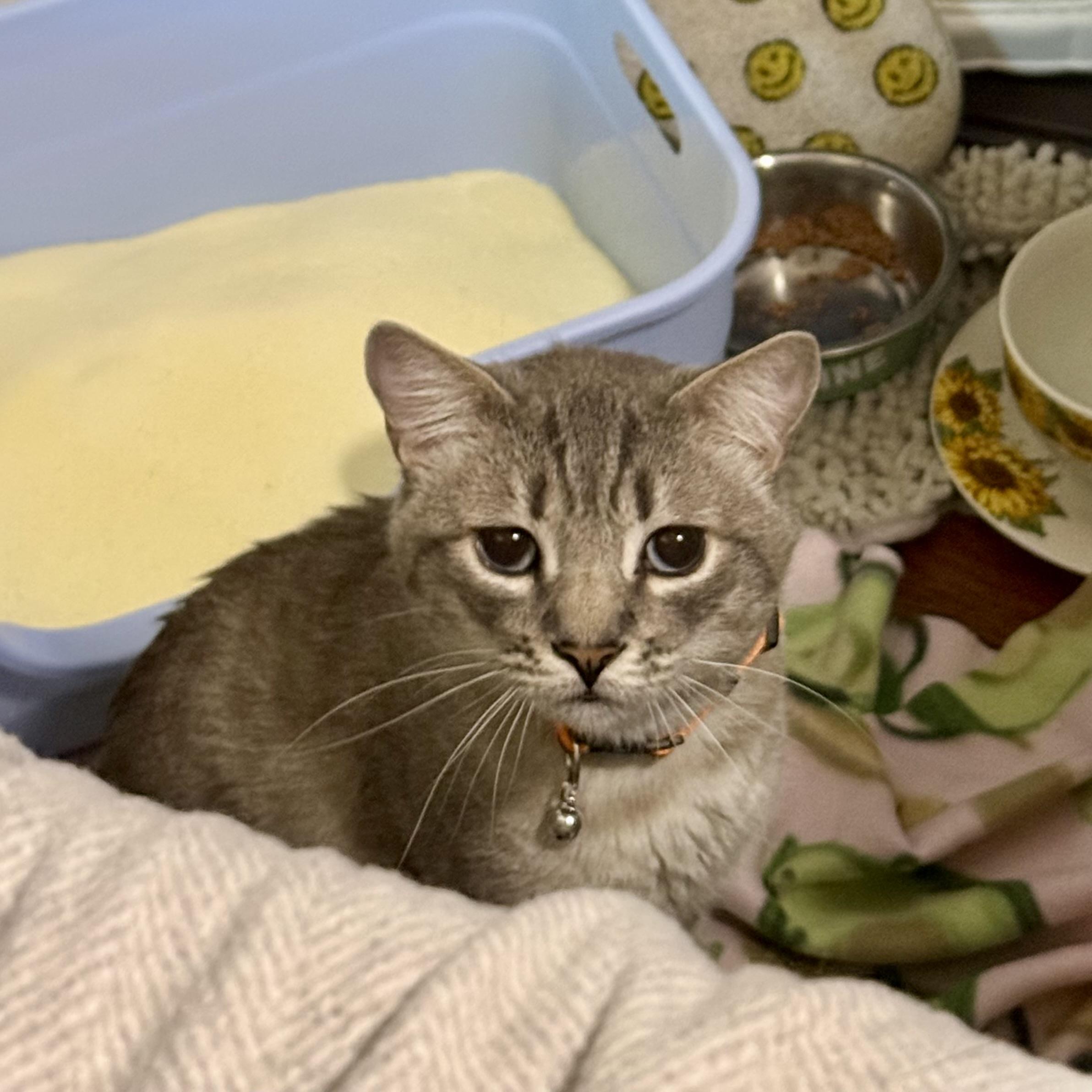 Mole, ADOPTABLE, Young Male Siamese.