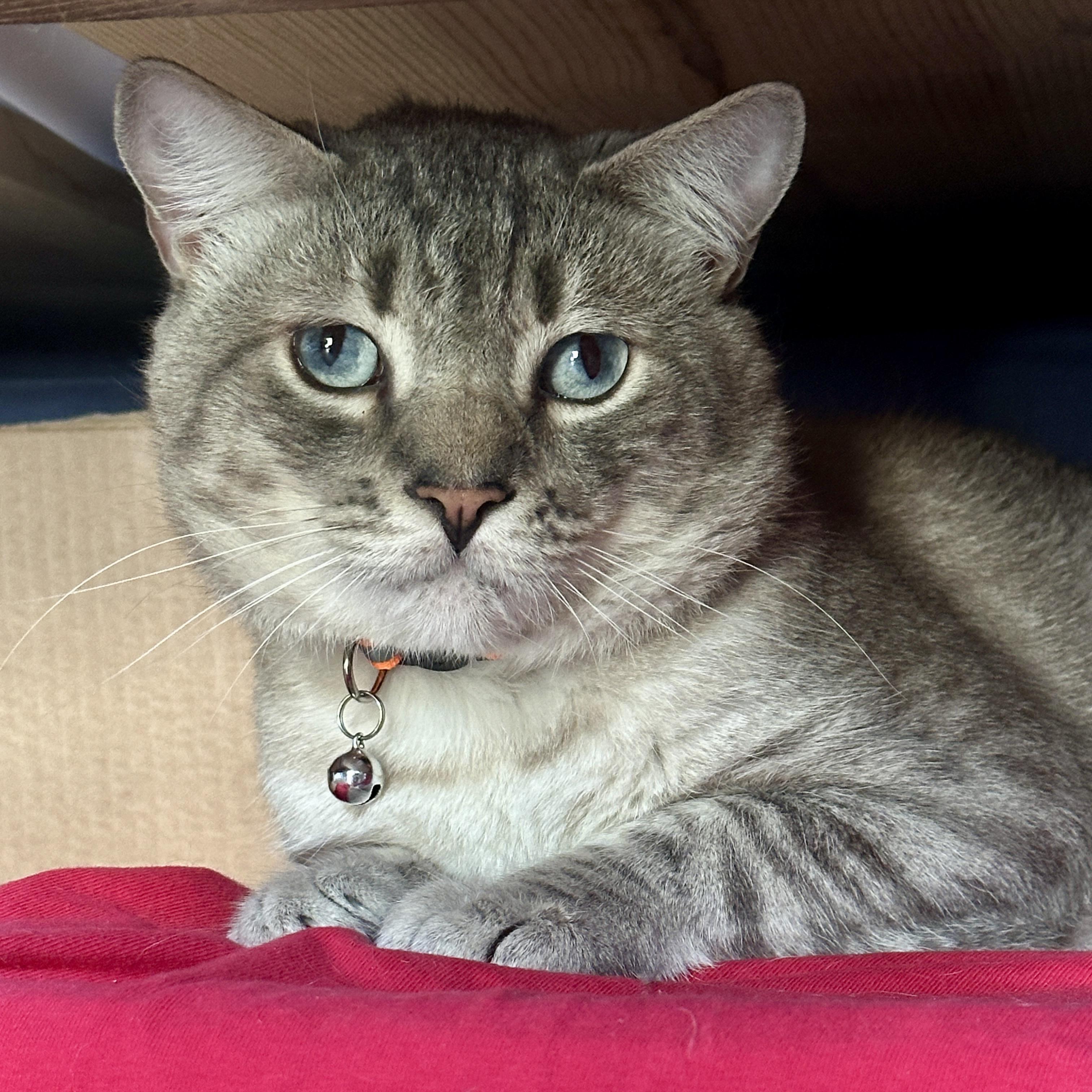 Enlarge Mole, a ADOPTABLE Siamese in Sherman Oaks, CA image 2/5